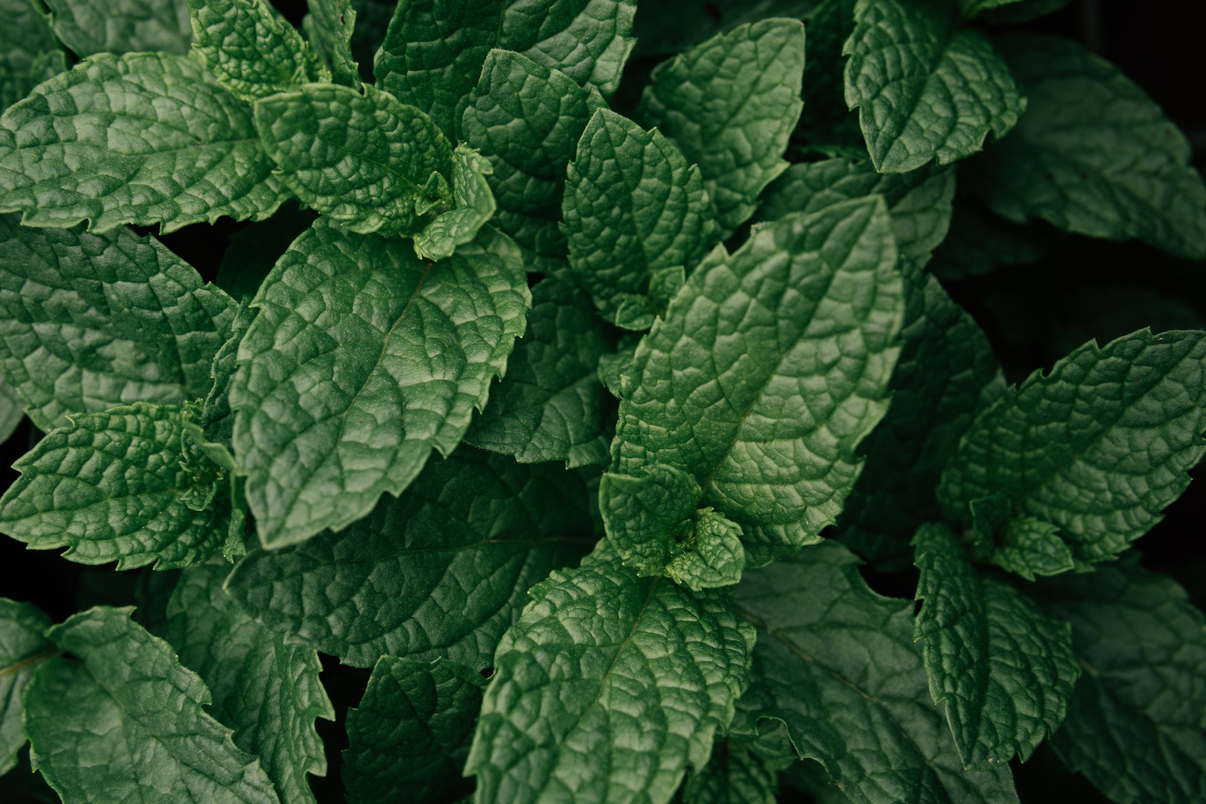 Fresh Peppermint Leaves