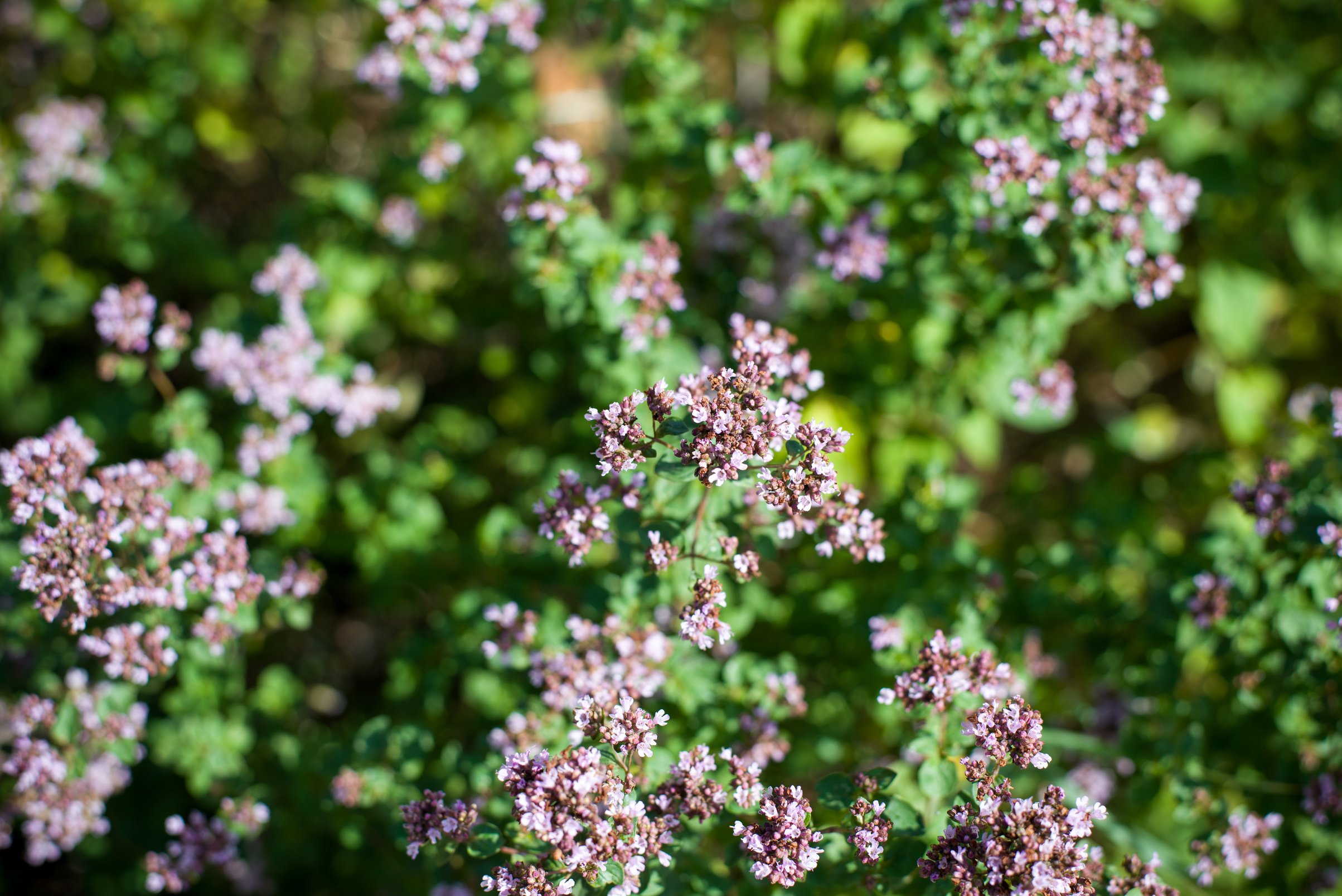 marjoram