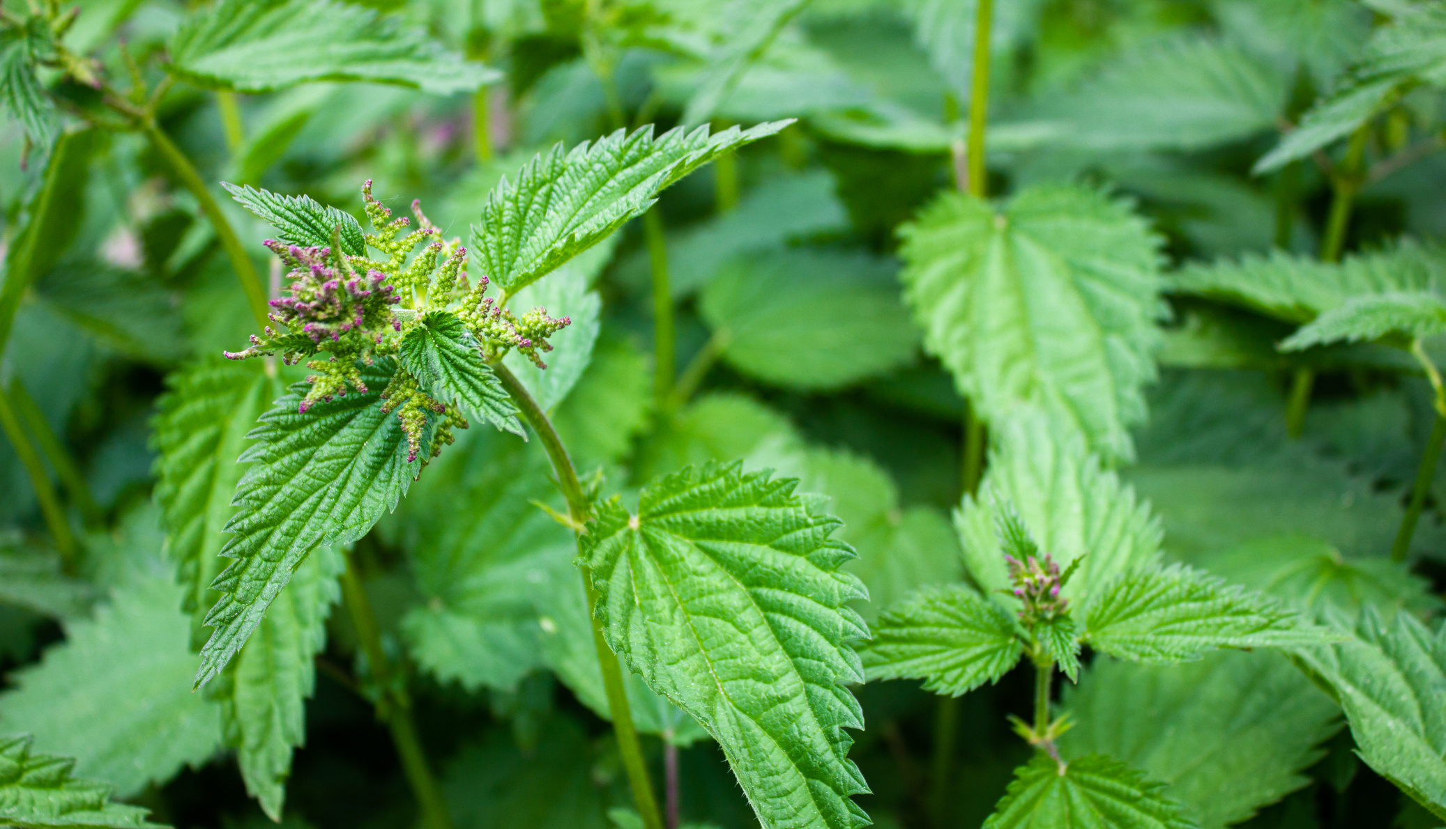 Natural nettle leaves. Nettle bushes. Nettle wild plant.