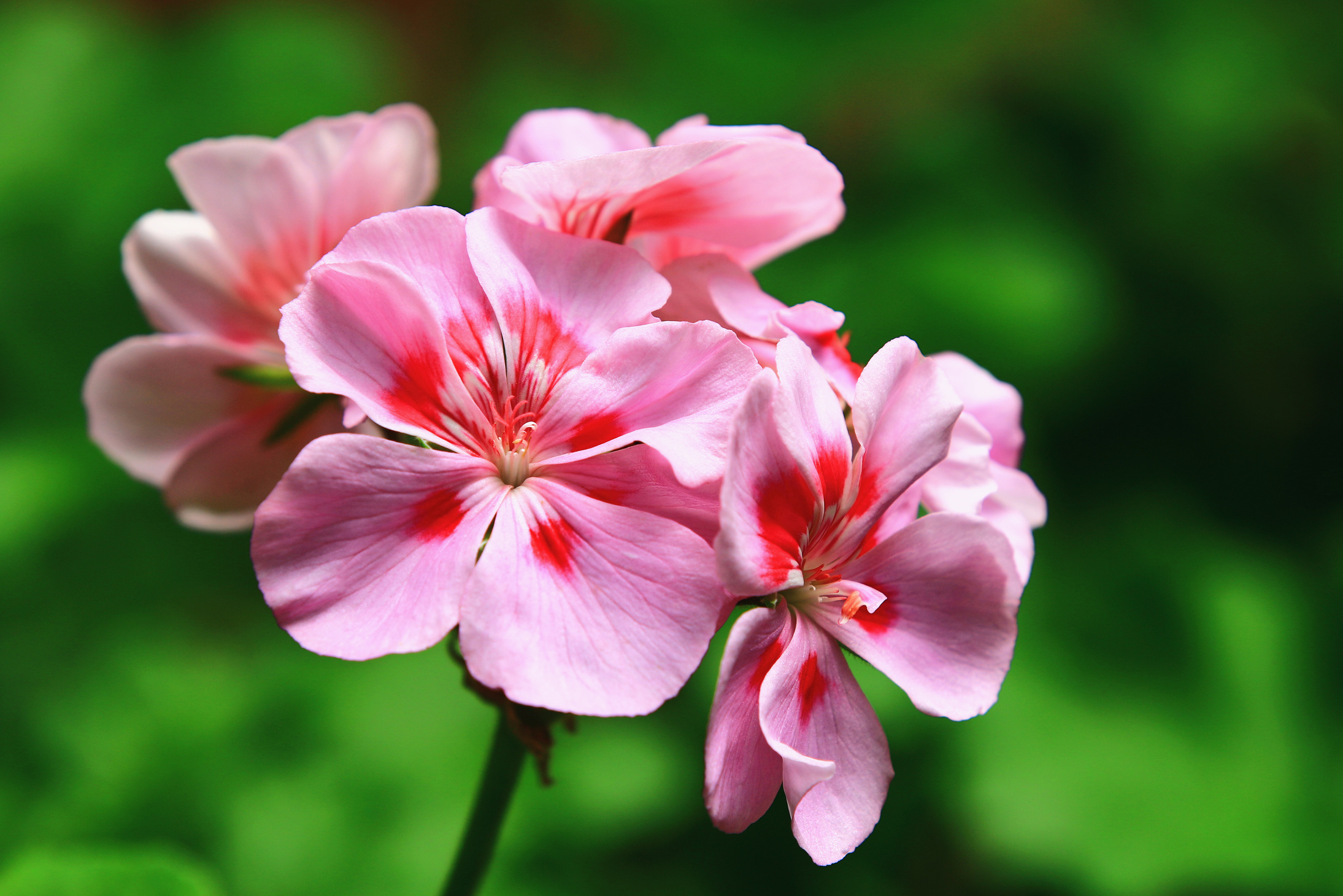 blooming Fish Geranium(Zonal Geranium,House Geranium,Horseshoe Geranium) flowers