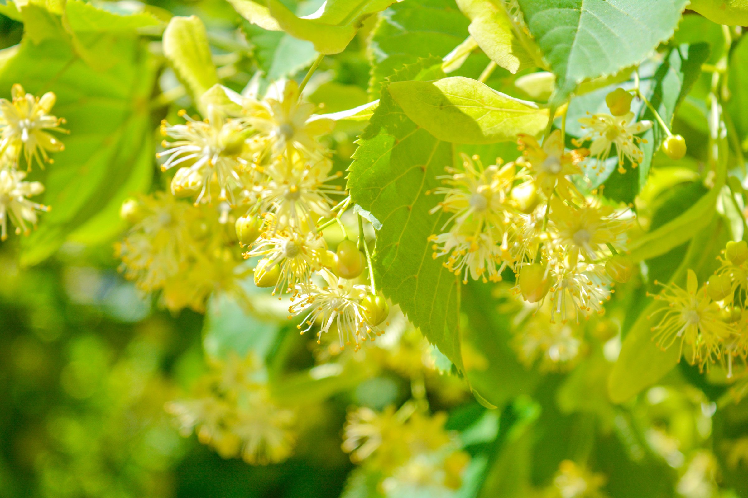 Flowers of blossom Linden Tree