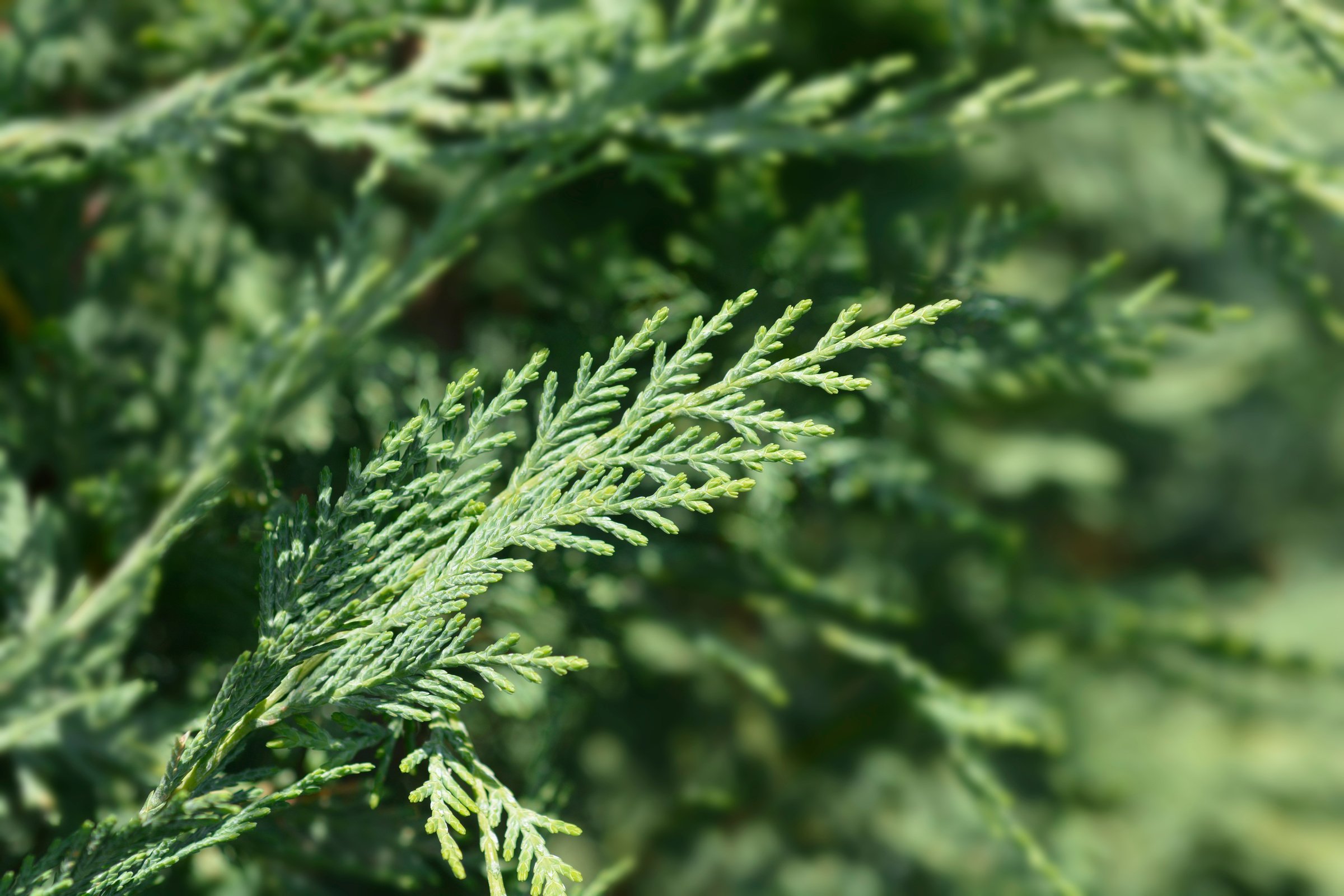 Leyland cypress