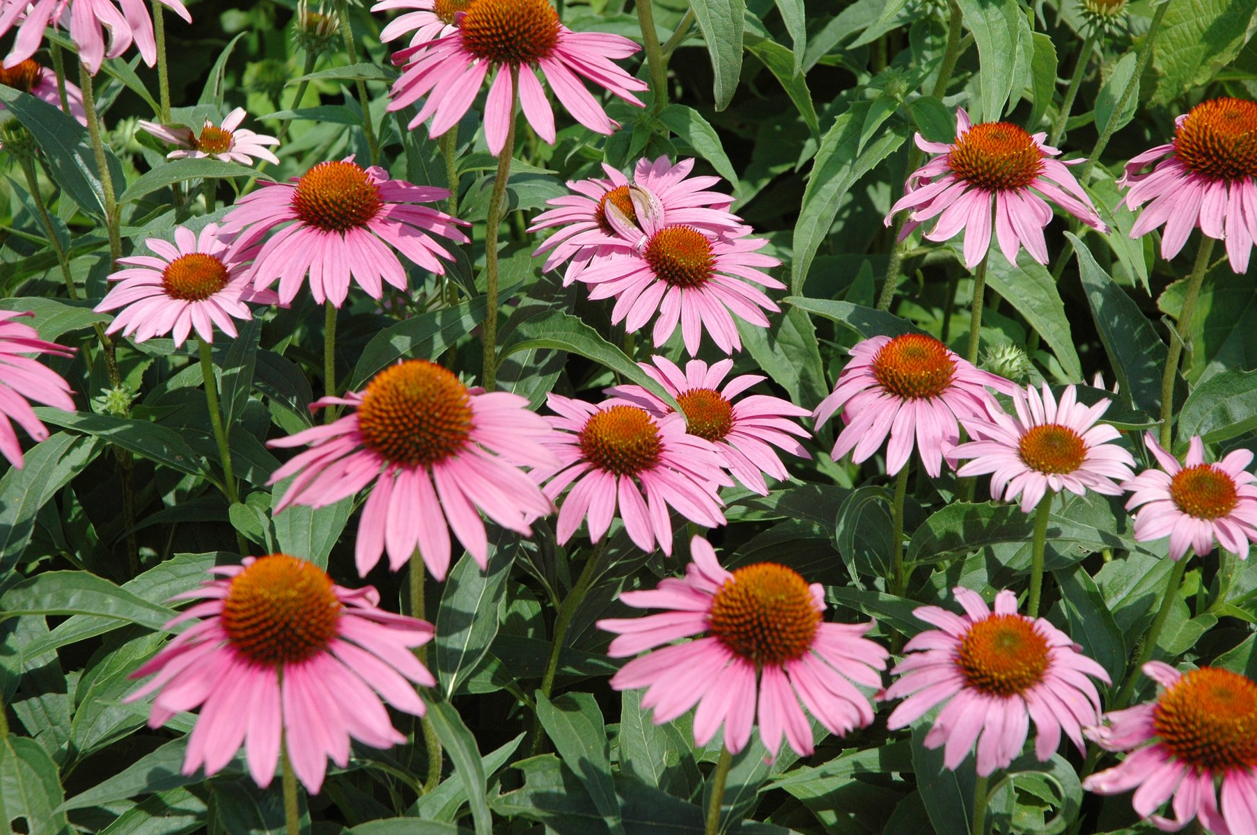 Echinacea.