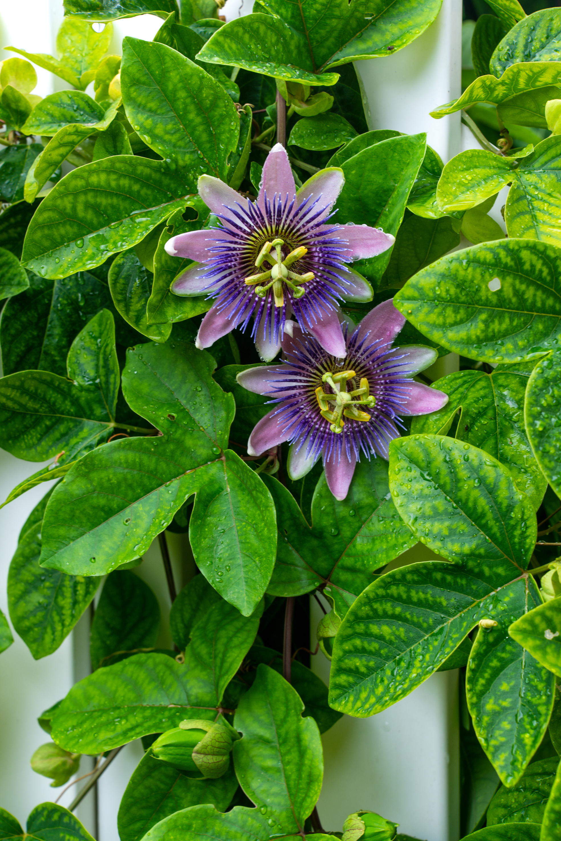 Passion Flower