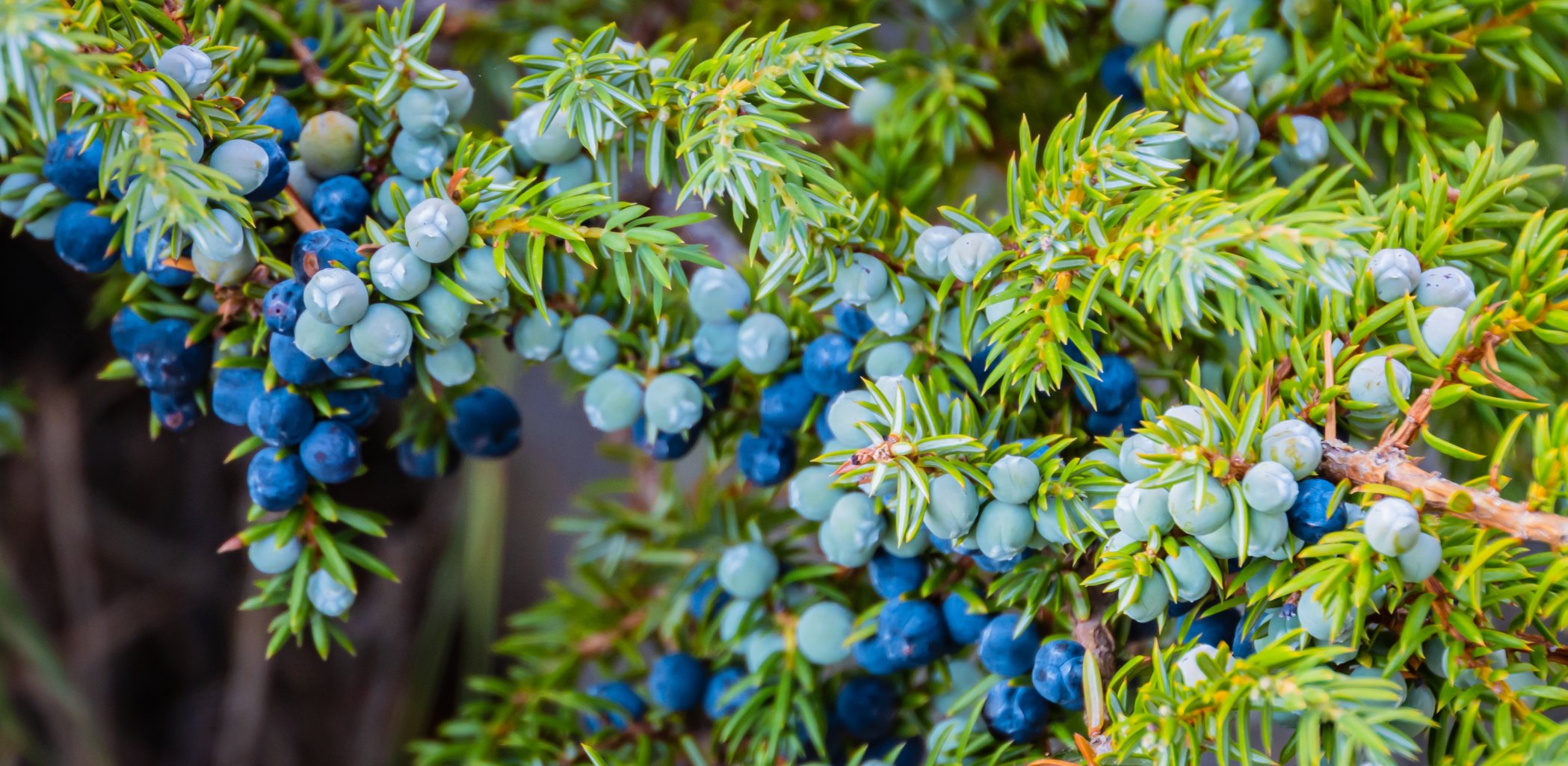 Juniper berries