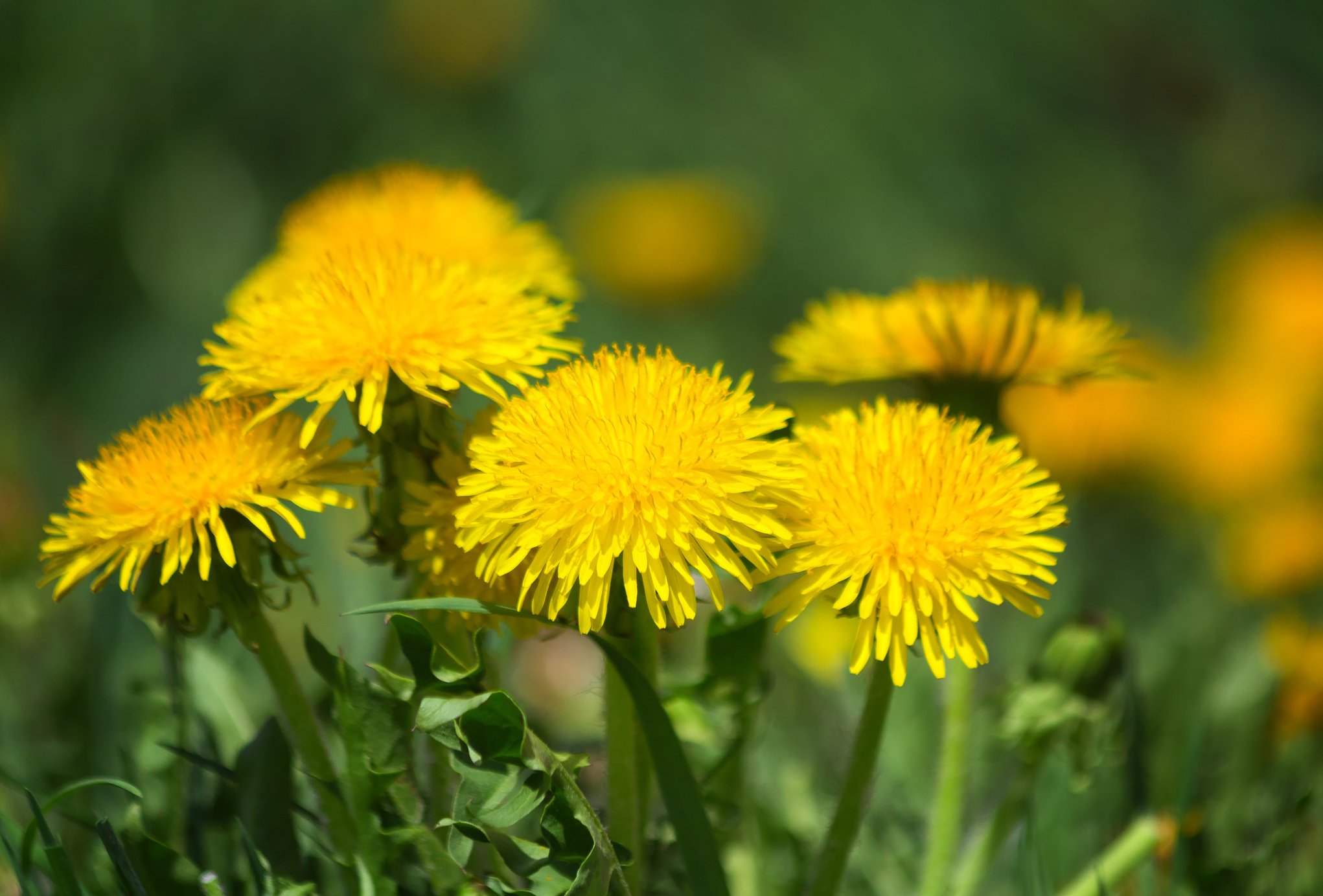 Blooming  dandelions