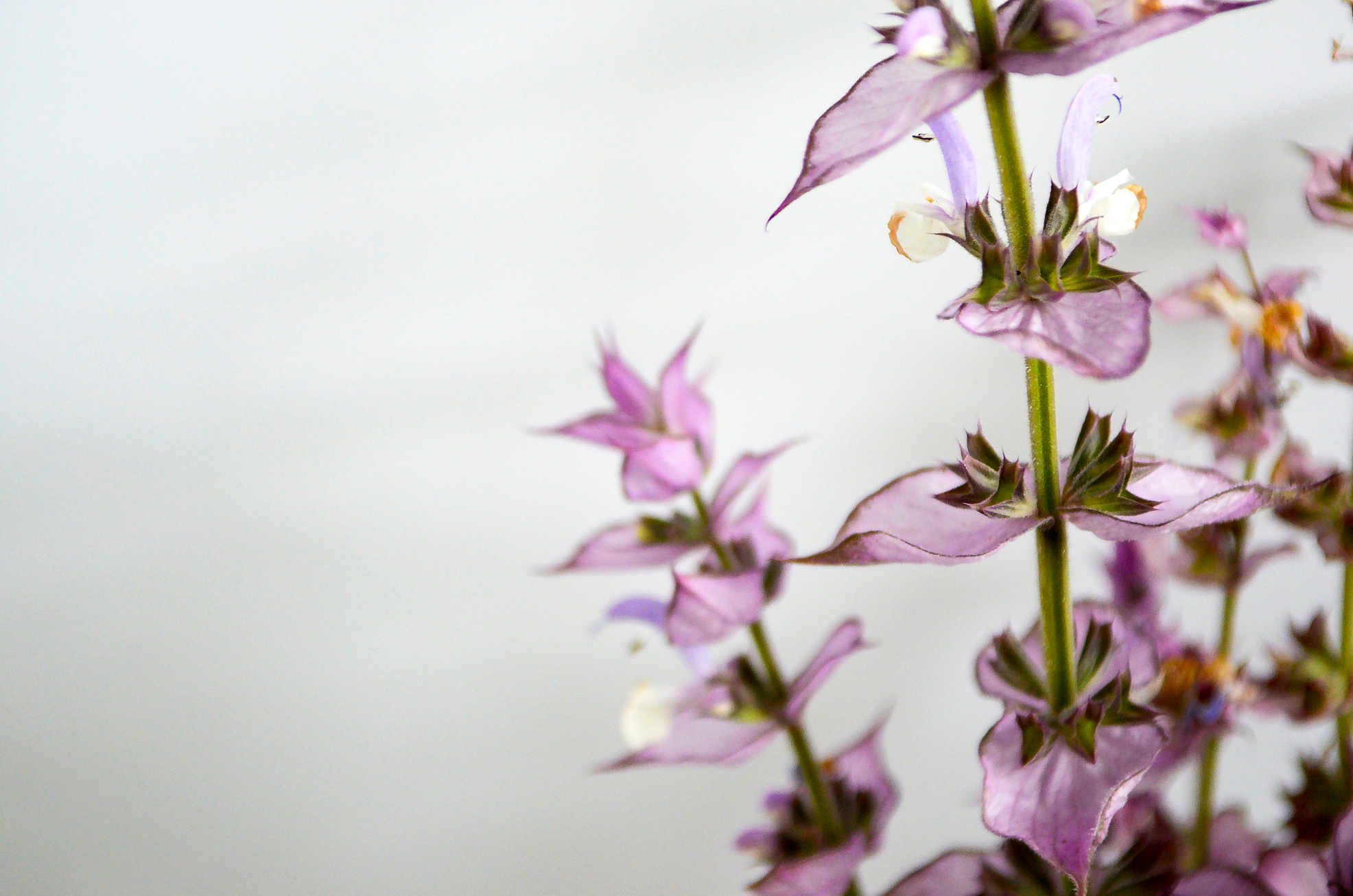 Salvia Sclarea. Clary Sage.