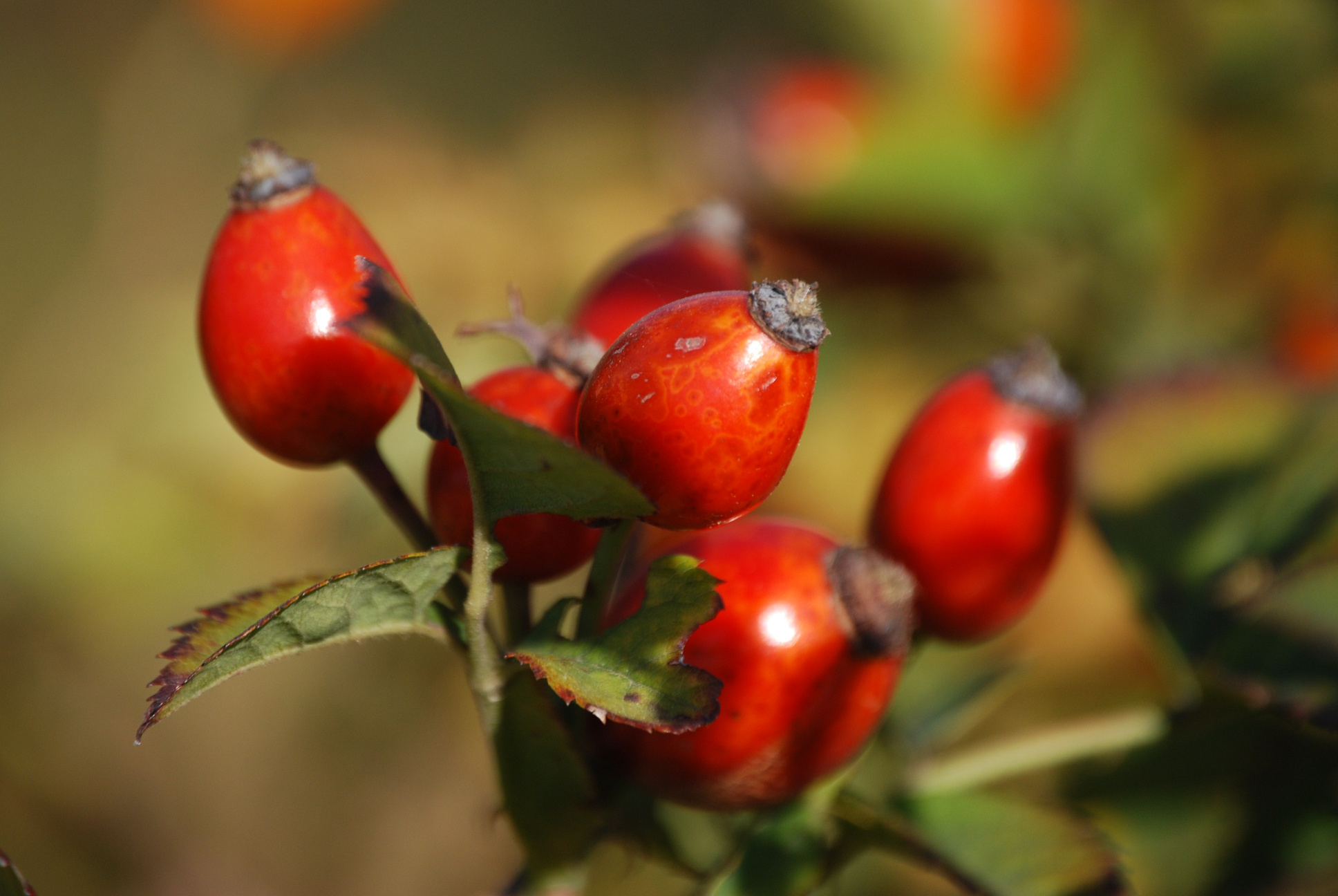 Rosehip Berries in a Branch