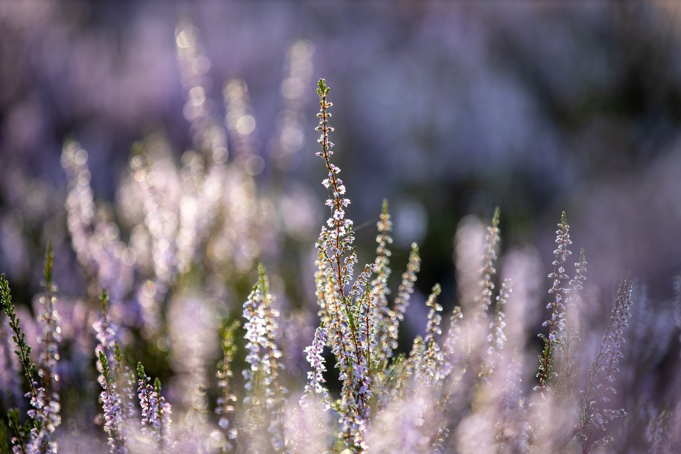 Heath Blossom