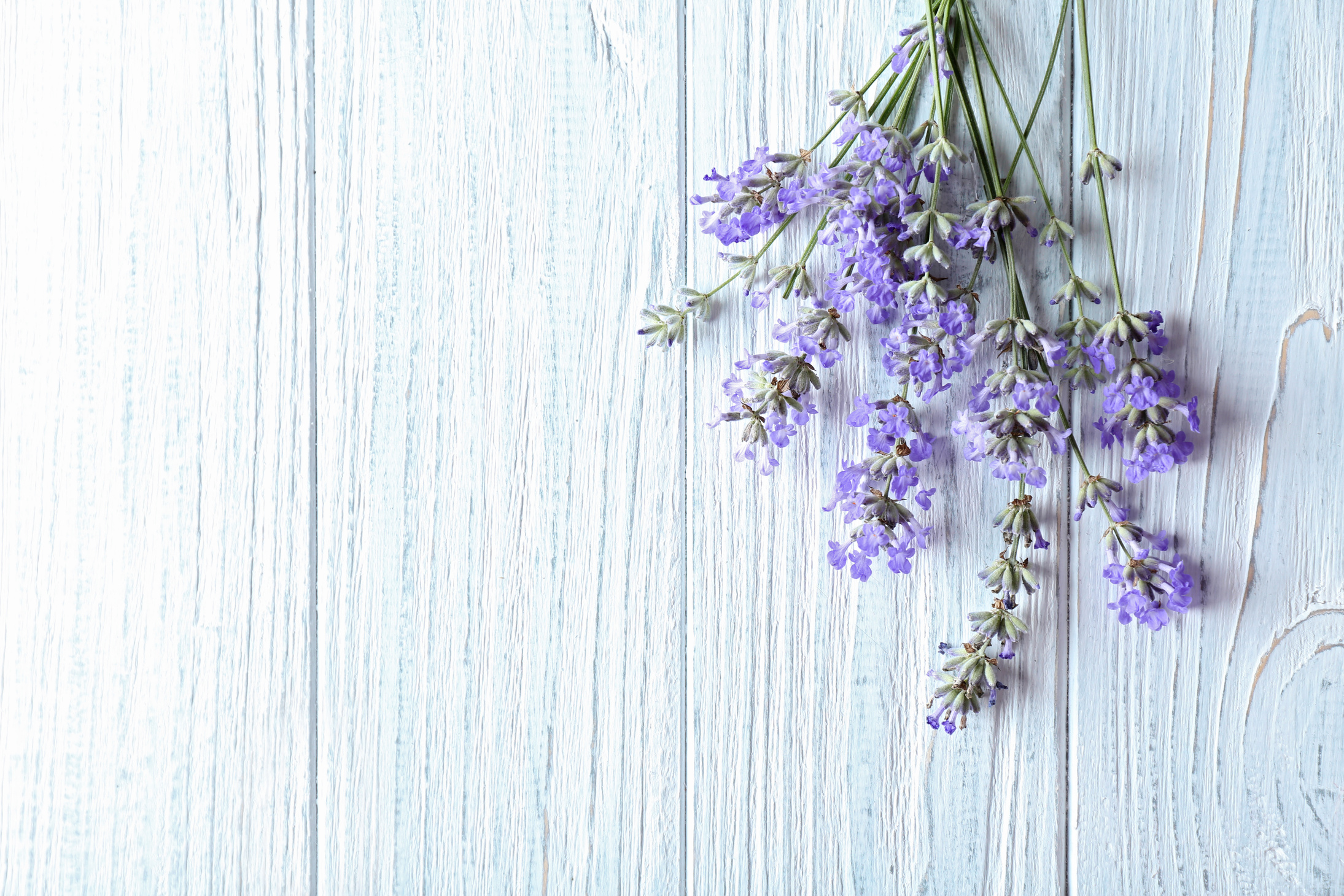 Lavender Flowers on Wooden Background