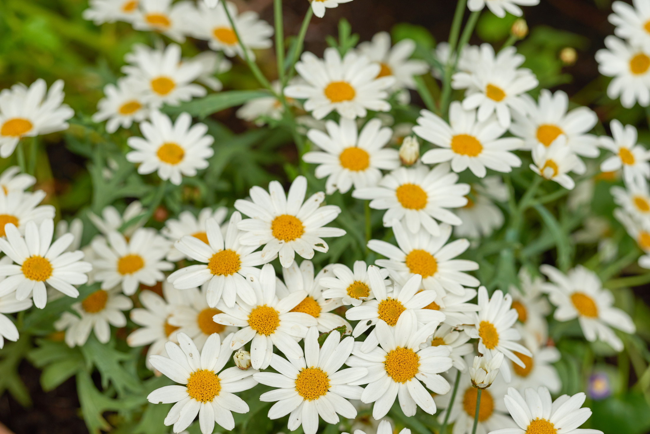 German Chamomile White Daisy Flowers with Yellow Center Blooming