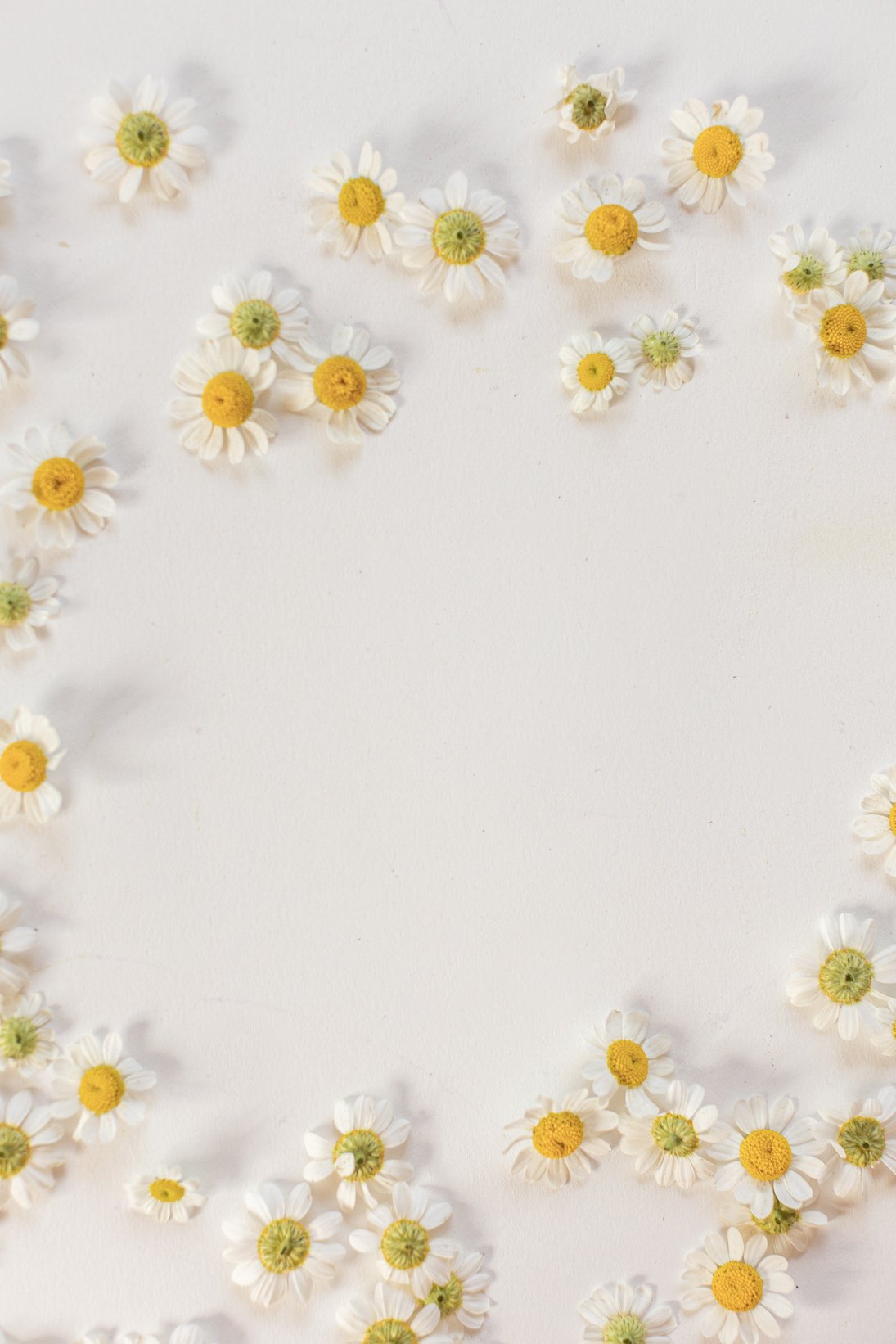 Chamomile Flowers on White Background